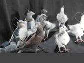 Un groupe de pigeons télécommandés de Neiry (Source de l'image : Neiry ; édité)