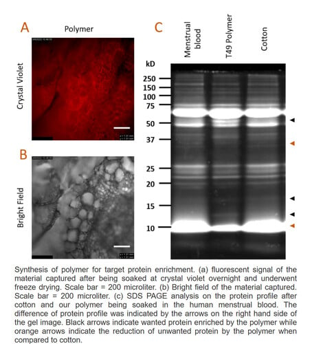 Principaux éléments du matériau de la serviette hygiénique (Source : Women-X Biotech)