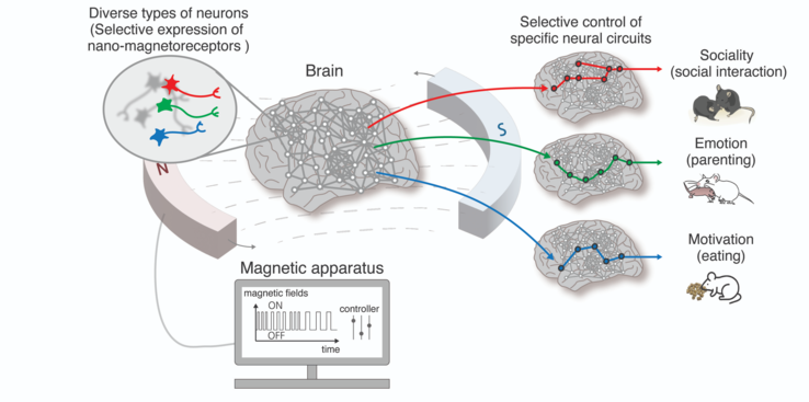 Grâce à la technologie nano-MIND, les fonctions cérébrales supérieures telles que les émotions, la sociabilité et l'instinct de survie chez les animaux peuvent être librement régulées par le contrôle sélectif de neurones et de circuits cérébraux spécifiques. (Source : EurekAlert)