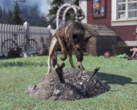 Dans Fallout 76, les animaux domestiques pourront cultiver passivement des ressources pour les joueurs, selon certaines informations. (Source de l'image : Game Rant)