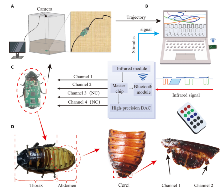 Schéma du système de contrôle de la locomotion des insectes cyborg. (Source de l'image : Beijing Institute of Technology Press)