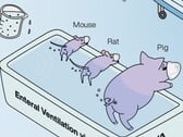 Le prix Ig Nobel est décerné à des chercheurs japonais qui ont démontré que la ventilation dorsale des animaux fonctionne. (Source de l'image : Mammalian enteral ventilation ameliorates respiratory failure (La ventilation entérale des mammifères améliore l'insuffisance respiratoire) par R. Okabe et al