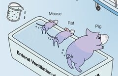 Le prix Ig Nobel est décerné à des chercheurs japonais qui ont démontré que la ventilation dorsale des animaux fonctionne. (Source de l'image : Mammalian enteral ventilation ameliorates respiratory failure (La ventilation entérale des mammifères améliore l'insuffisance respiratoire) par R. Okabe et al