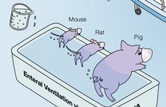 Le prix Ig Nobel est décerné à des chercheurs japonais qui ont démontré que la ventilation dorsale des animaux fonctionne. (Source de l&#039;image : Mammalian enteral ventilation ameliorates respiratory failure (La ventilation entérale des mammifères améliore l&#039;insuffisance respiratoire) par R. Okabe et al