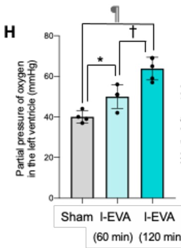 La perfluorodécaline oxygénée introduite dans l'arrière-train de souris a augmenté de manière significative la quantité d'oxygène dans la circulation sanguine lorsqu'elle est mesurée au niveau du cœur. (Source de l'image : Mammalian enteral ventilation ameliorates respiratory failure (La ventilation entérale des mammifères améliore l'insuffisance respiratoire) par Ryo Okabe et al