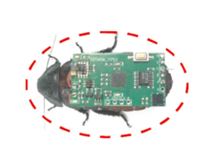 Les insectes cyborg de cette étude sont les blattes sifflantes de Madagascar. En voici une représentation avec un sac à dos de stimulation sans fil sur le dos. (Source de l&#039;image : Beijing Institute of Technology Press)