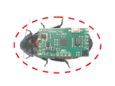 Les insectes cyborg de cette étude sont les blattes sifflantes de Madagascar. En voici une représentation avec un sac à dos de stimulation sans fil sur le dos. (Source de l'image : Beijing Institute of Technology Press)