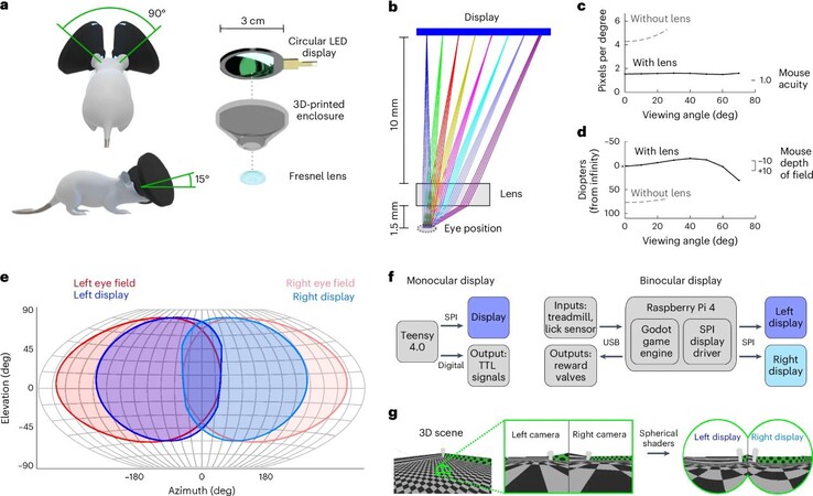 Les souris portant le casque MouseGoggles peuvent parcourir des mondes virtuels à l'infini, éliminant ainsi la construction fastidieuse de labyrinthes pour souris. (Source de l'image : M. Isaacson et al. via Nature Methods)