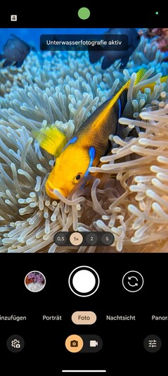 L'application appareil photo Pixel serait désormais capable de prendre de meilleures photos sous l'eau.