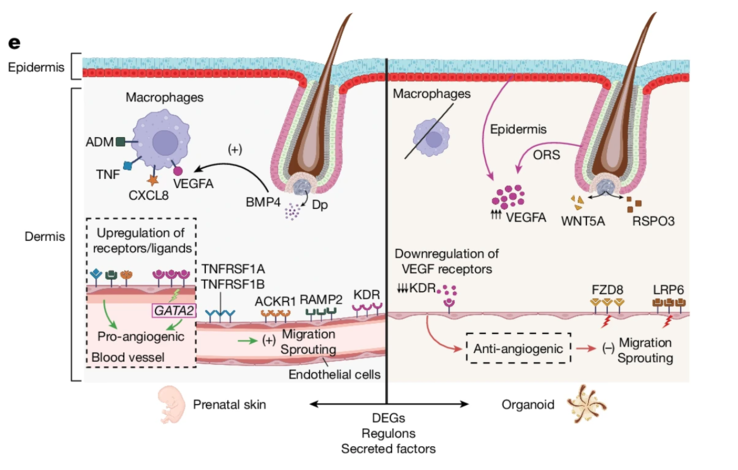 Schéma montrant les différences entre la peau prénatale et les SkOs en ce qui concerne les facteurs pro-angiogéniques et anti-angiogéniques et les récepteurs correspondants. (Source de l'image : Nature)